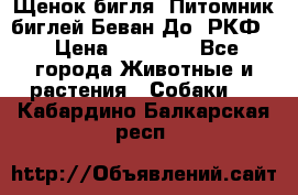 Щенок бигля. Питомник биглей Беван-До (РКФ) › Цена ­ 20 000 - Все города Животные и растения » Собаки   . Кабардино-Балкарская респ.